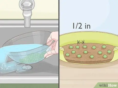 Выращивание ростков гороха Шаг 5