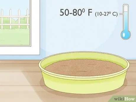 Выращивание ростков гороха Шаг 7