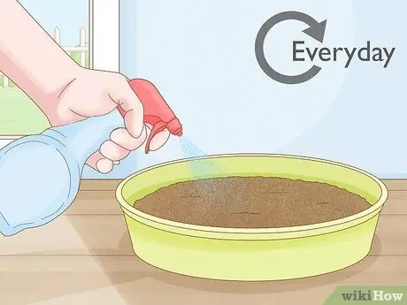 Выращивание ростков гороха Шаг 8