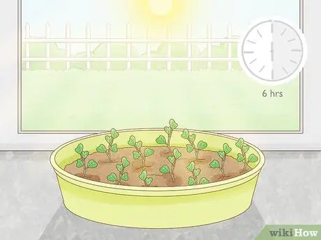 Выращивание ростков гороха Шаг 9