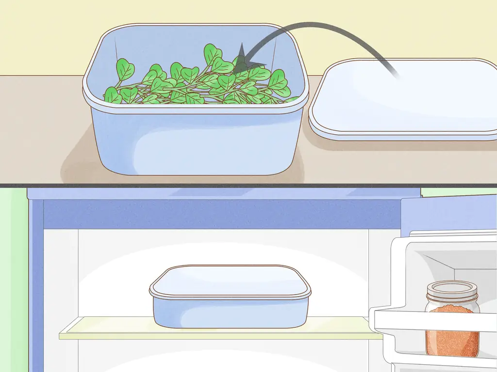 Как вырастить ростки гороха: 12 шагов (с иллюстрациями)