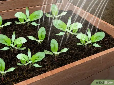 Планирование зимнего сада Шаг 12