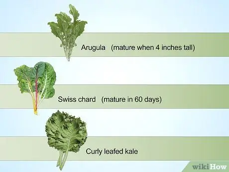 Планирование зимнего сада Шаг 6
