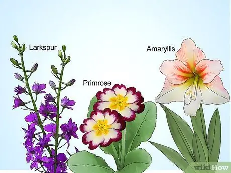 Планирование зимнего сада Шаг 8