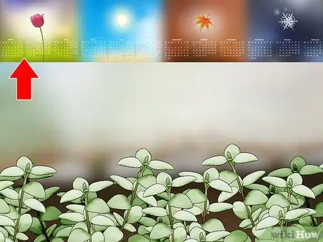 Чернослив с тимьяном, шаг 1