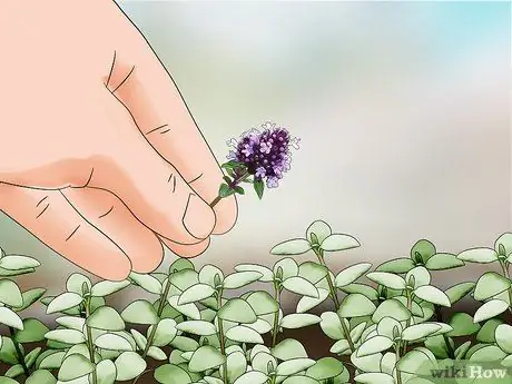 Чернослив с тимьяном, шаг 3