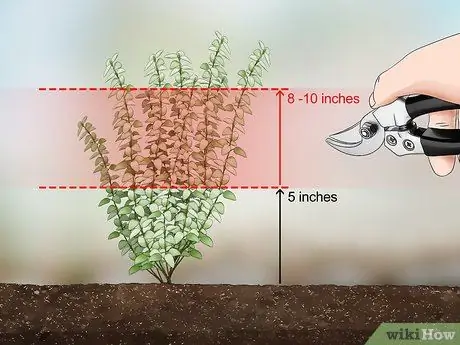 Чернослив с тимьяном Шаг 6