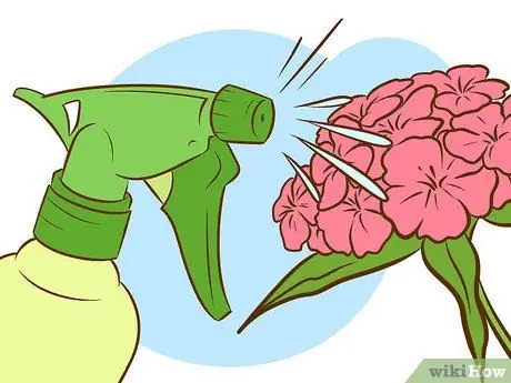 Выращивание растений сладкого вильгельма Шаг 10