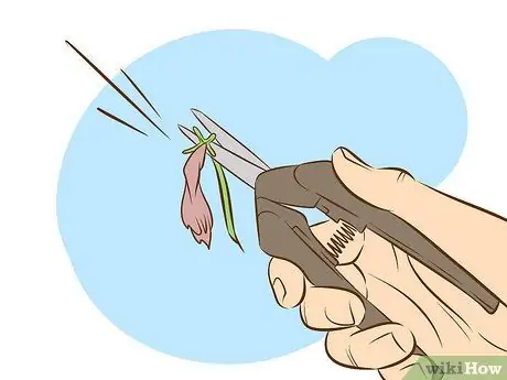 Выращивайте растения сладкого вильгельма, шаг 11