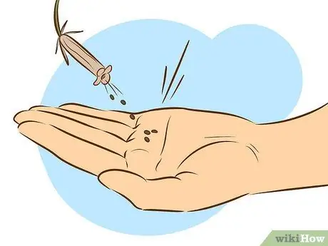 Выращивайте растения сладкого вильгельма, шаг 13