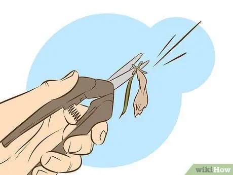 Выращивайте растения сладкого вильгельма, шаг 14