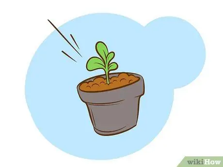 Выращивайте растения сладкого вильгельма, шаг 2