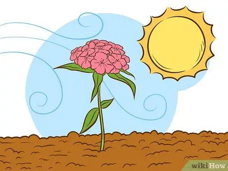 Выращивайте растения сладкого вильгельма, шаг 4