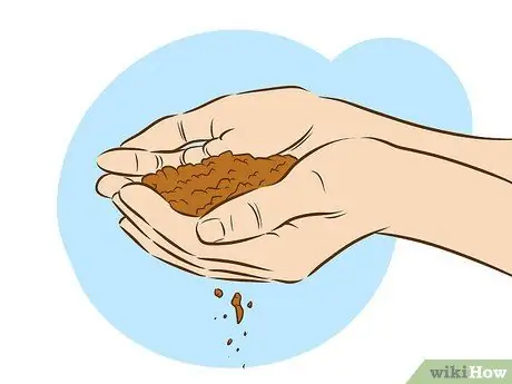 Выращивайте растения сладкого вильгельма, шаг 5