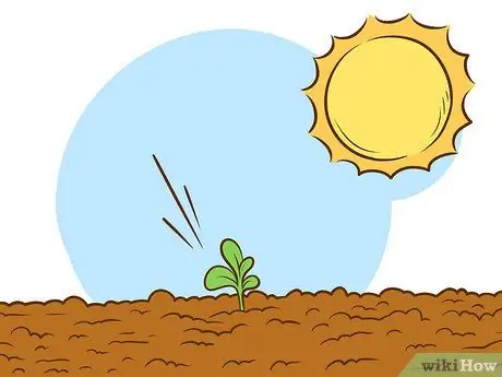 Выращивайте растения сладкого вильгельма, шаг 6