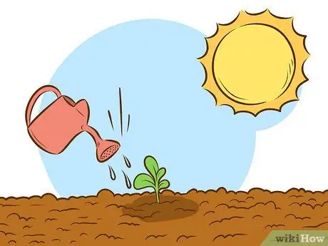 Выращивание растений сладкого вильгельма, шаг 7