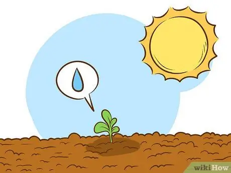 Выращивайте растения сладкого вильгельма, шаг 8