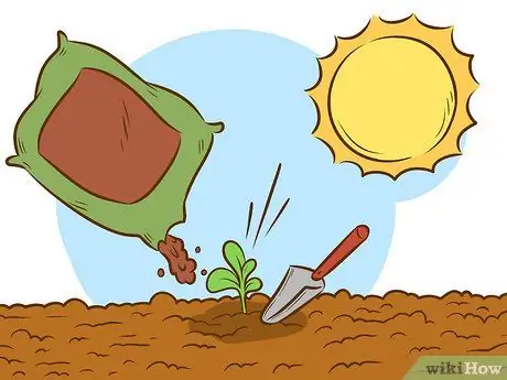 Выращивайте растения сладкого вильгельма, шаг 9