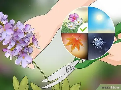 Чернослив Сирень Шаг 1