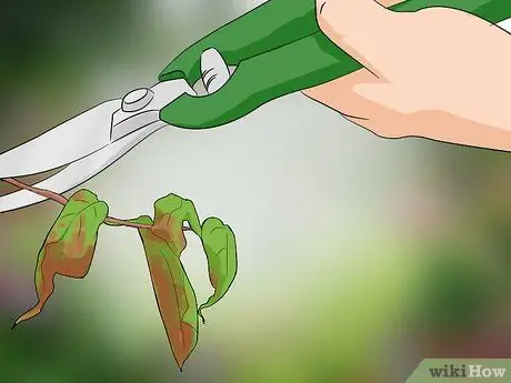 Чернослив Сирень Шаг 3