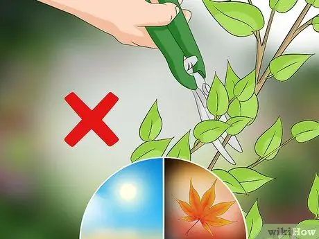 Чернослив Сирень Шаг 4