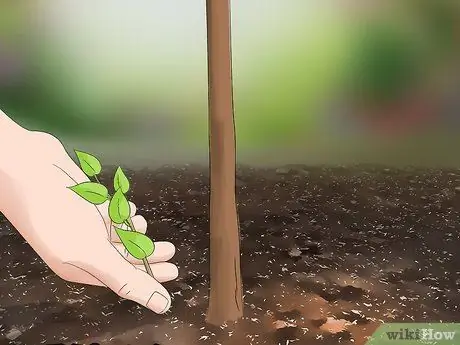 Чернослив Сирень Шаг 8