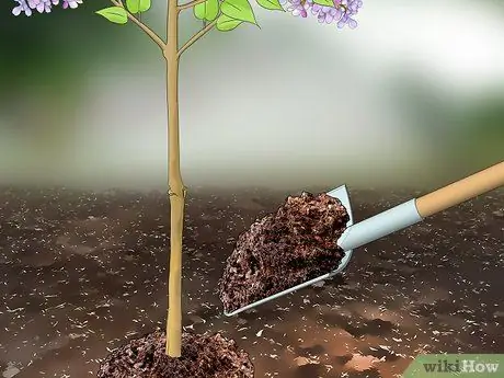 Чернослив Сирень Шаг 9