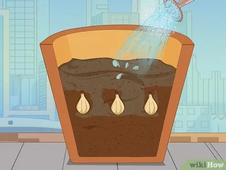 Посадить подснежники Шаг 10