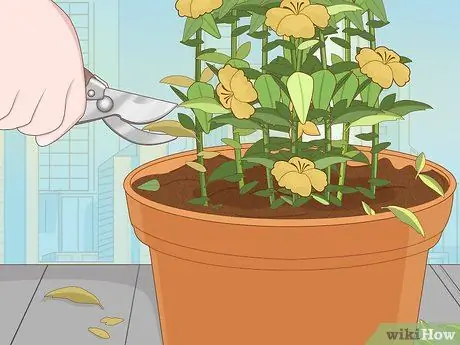 Посадить подснежники Шаг 11