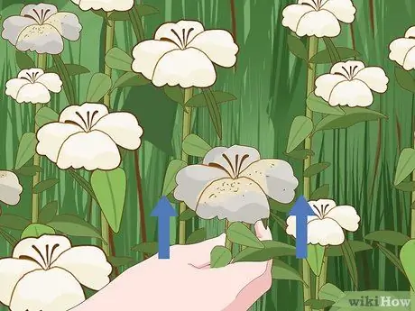 Посадить подснежники Шаг 16