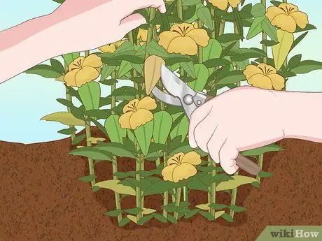 Посадить подснежники Шаг 5