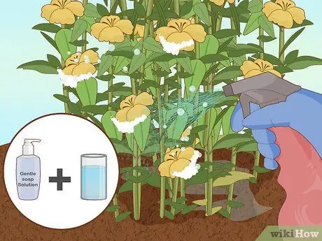 Посадить подснежники Шаг 7