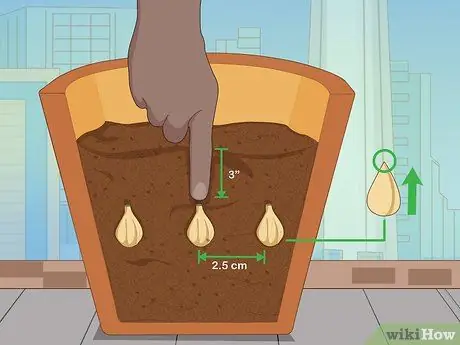 Посадить подснежники Шаг 9