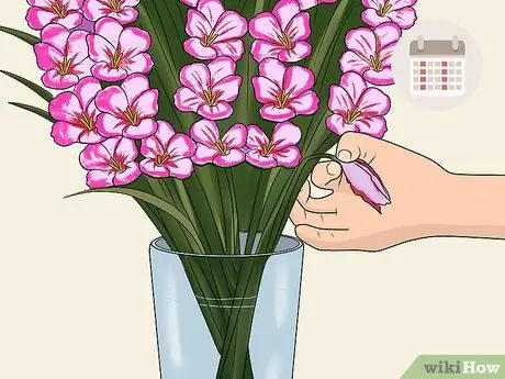 Вырезать гладиолуса Шаг 9