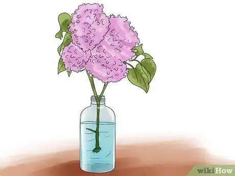 Выращивание сирени Шаг 3