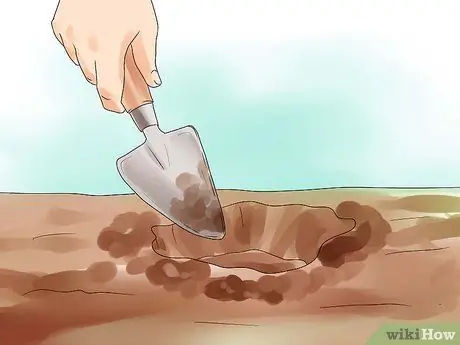 Выращивание сирени Шаг 4