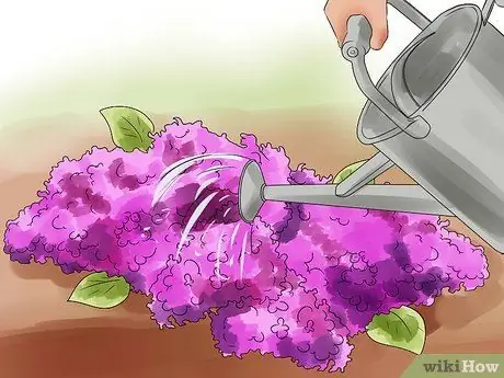 Выращивание сирени Шаг 5