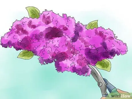 Выращивание сирени Шаг 7