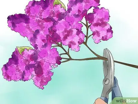 Выращивание сирени Шаг 8