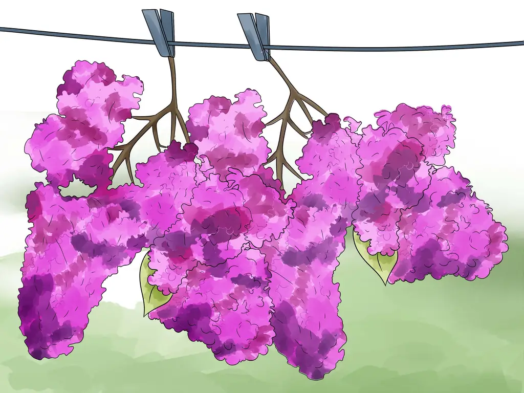 Как вырастить сирень: 9 шагов (с иллюстрациями)