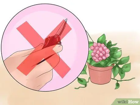 Уход за растением хойя Шаг 10