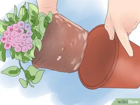 Уход за растением хойя Шаг 13