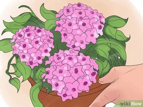 Уход за растением хойя Шаг 14