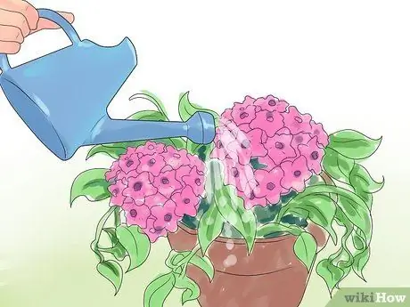 Уход за растением хойя Шаг 3