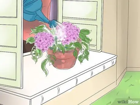 Уход за растением хойя Шаг 4