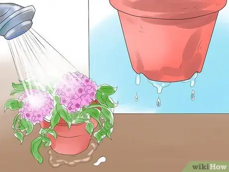 Уход за растением хойя Шаг 5