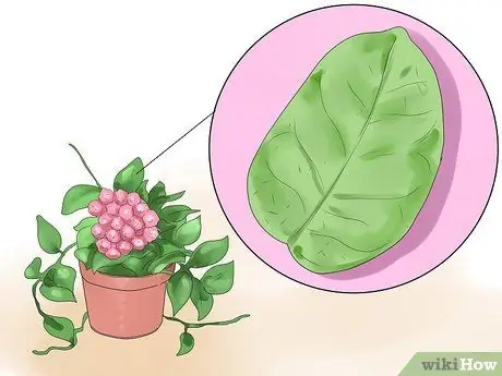 Уход за растением хойя Шаг 8