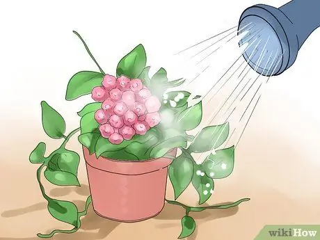 Уход за растением хойя Шаг 9