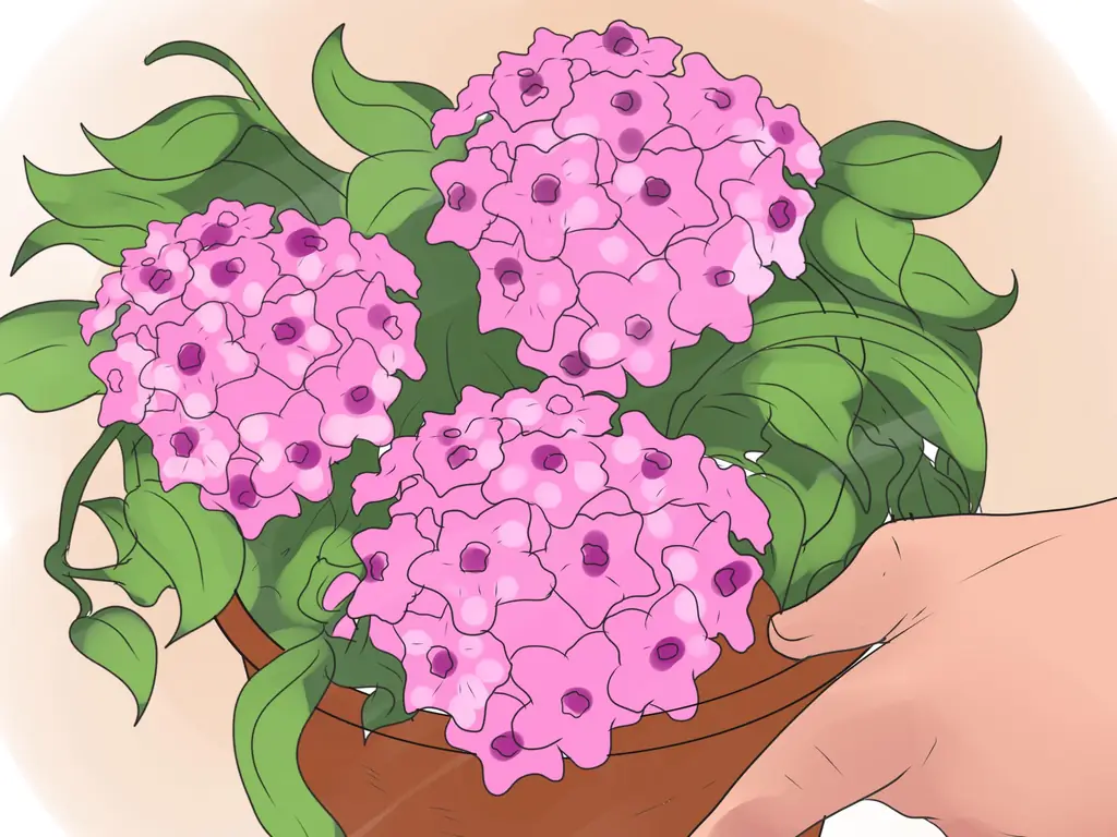 Как ухаживать за растением хойя: 14 шагов (с иллюстрациями)