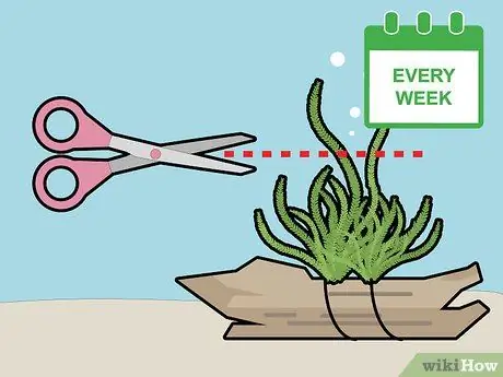 Выращивание яванского мха Шаг 10